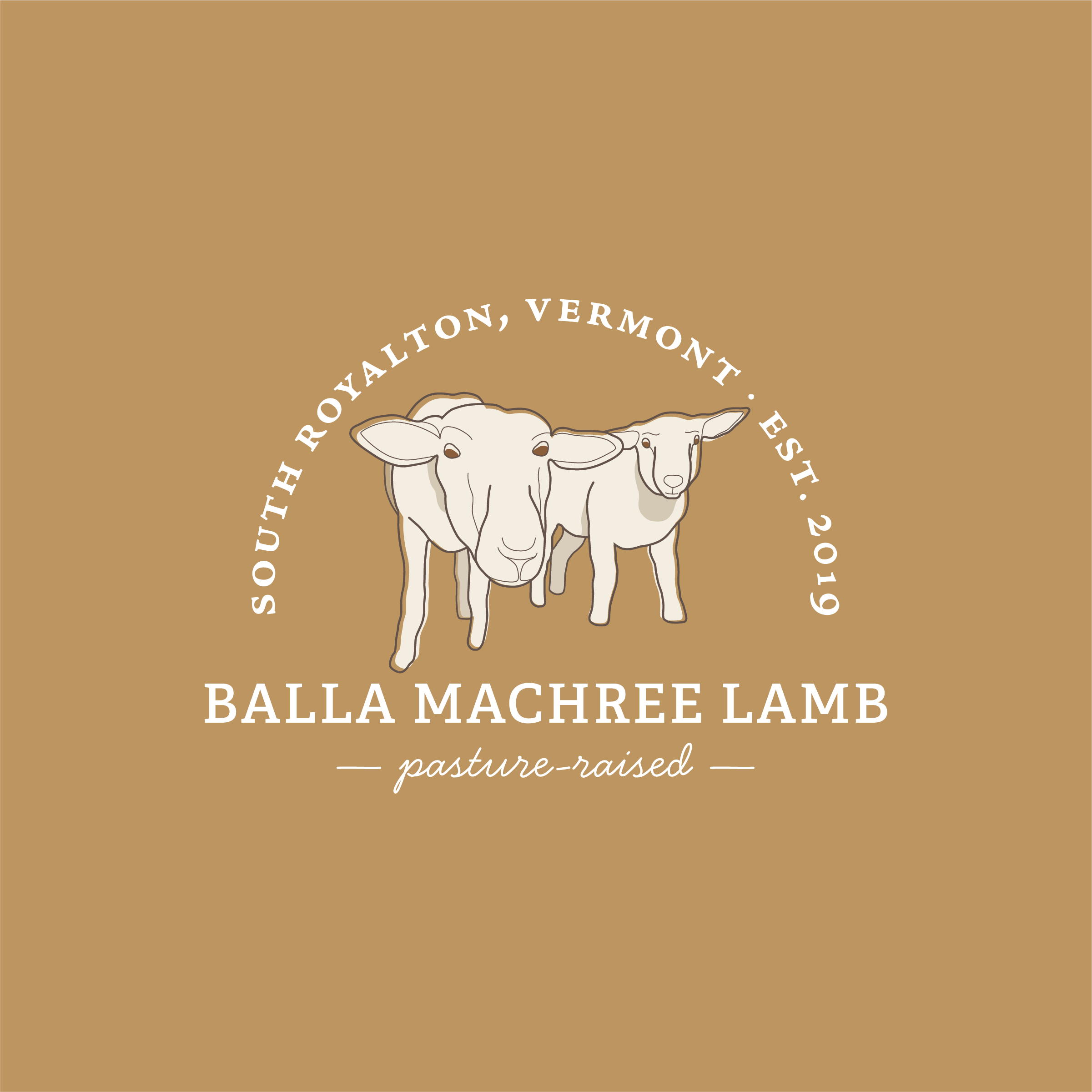 Coming Soon: Balla Machree Lamb